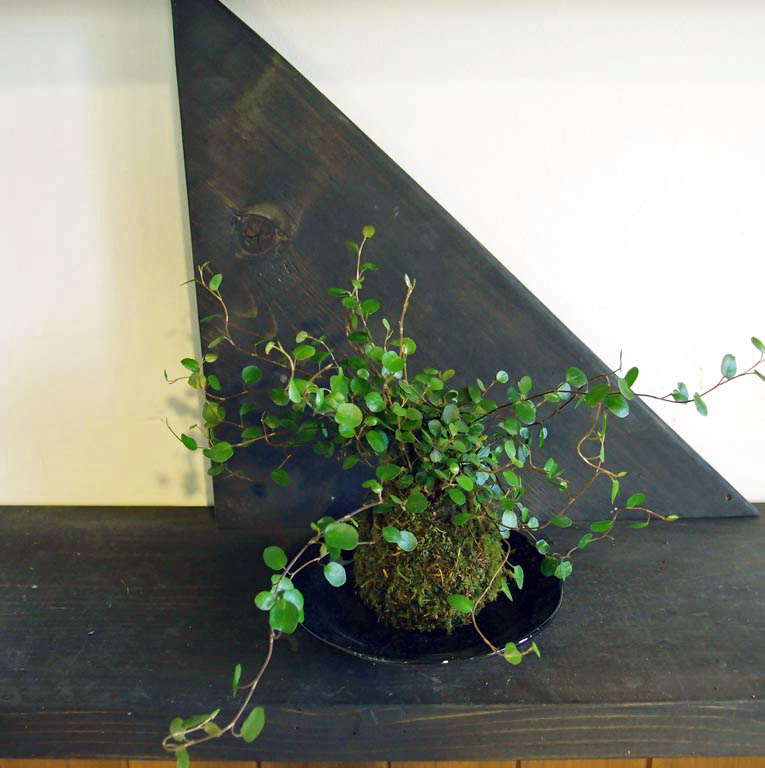 http://www.kokedama.com/item_picture/image/0000/0017/131403.jpg
